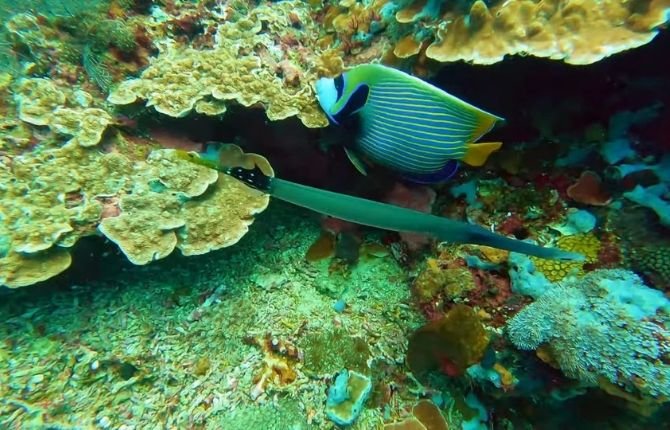 Snorkeling over coral reef during manta ray tour in Nusa Penida Bali